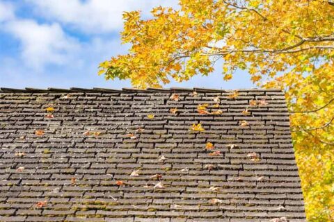 Leaves on roof shingles