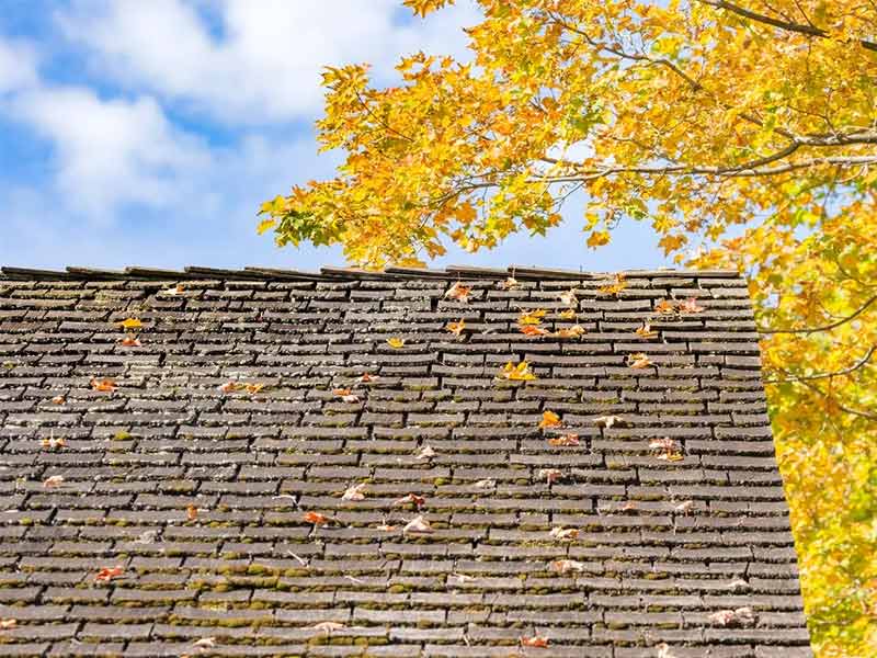 Leaves on roof shingles